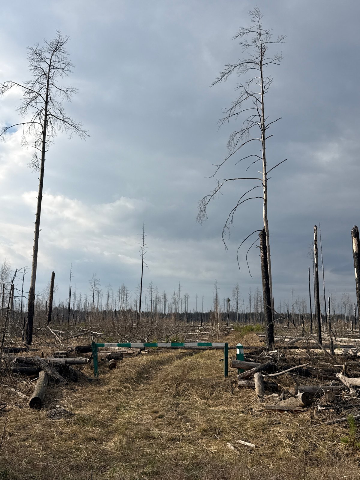 Dead forest documented in Chornobyl Exclusion Zone