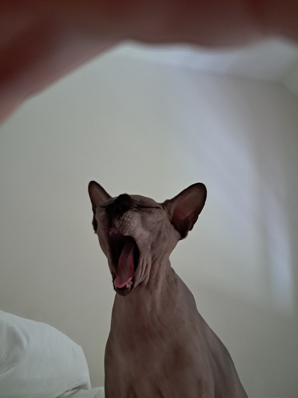 Sphynx cat caught in a full open-mouth yawn
