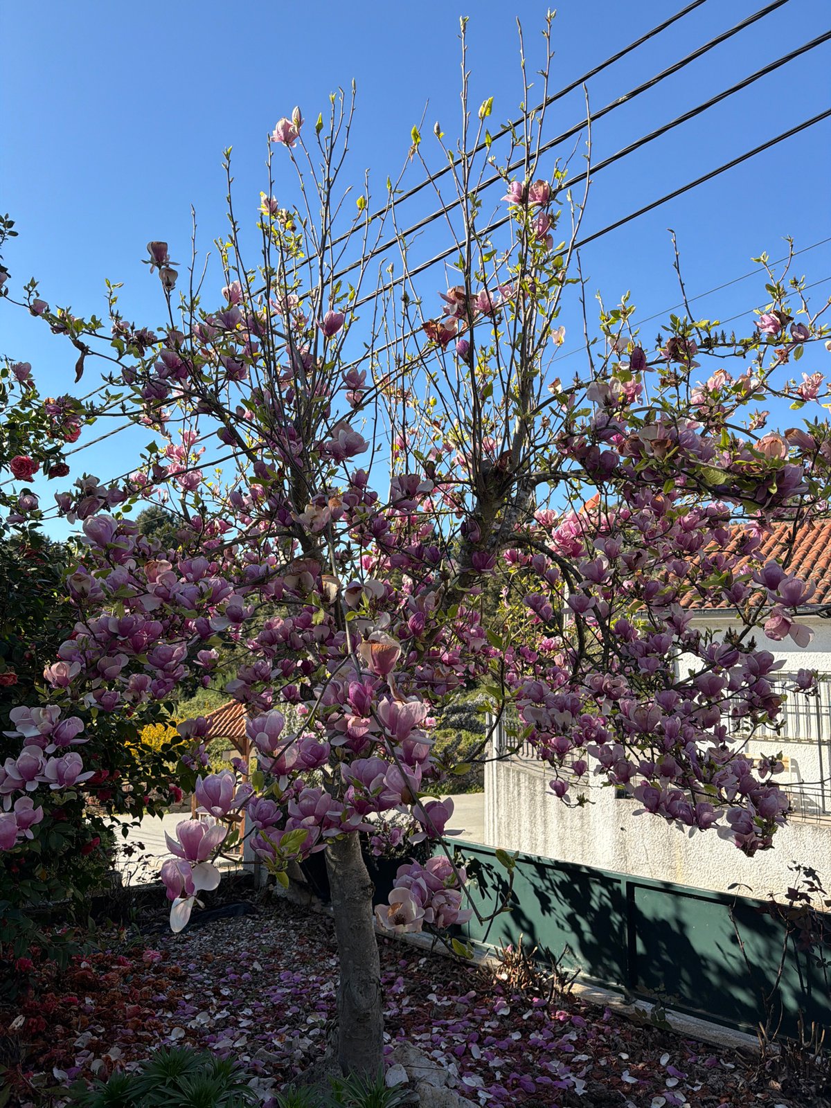 Spring flowers bloom across Vila Real, Portugal
