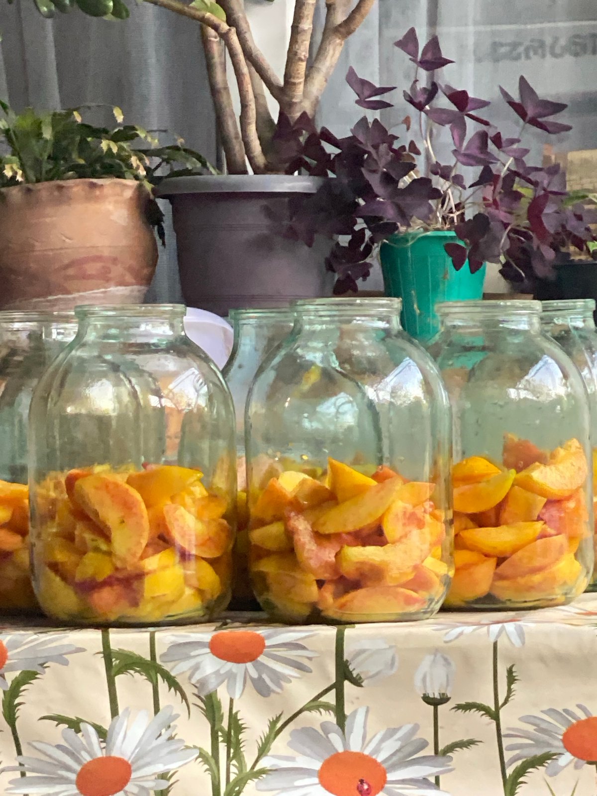 Peach preserving jars lined up in a Georgian kitchen