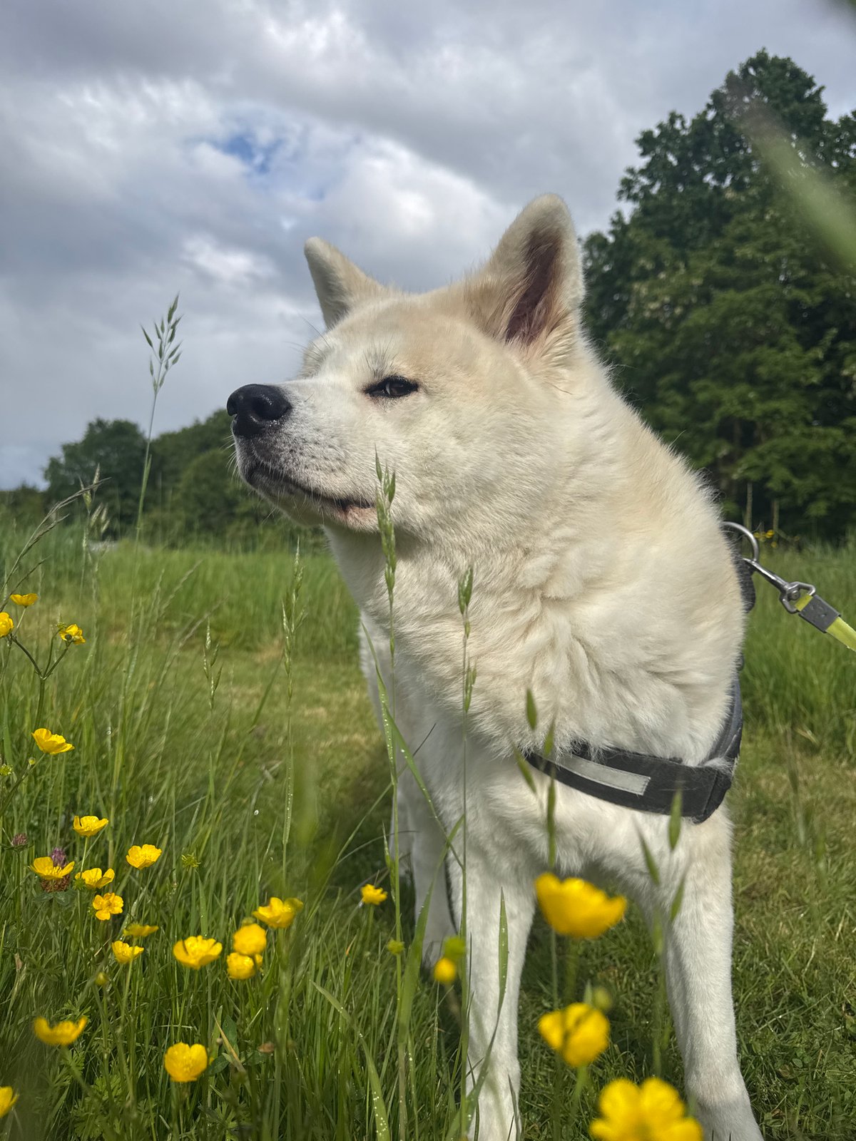 Akita dog walk documented across multiple Wattrelos locations