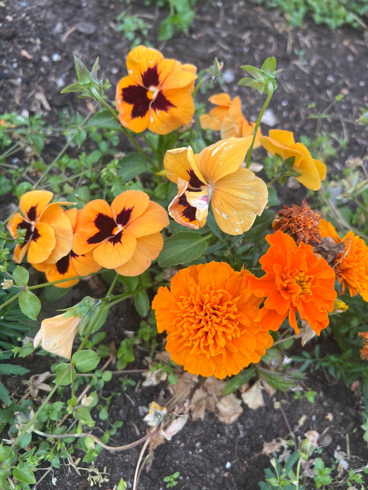 Garden in full summer bloom, flower by flower
