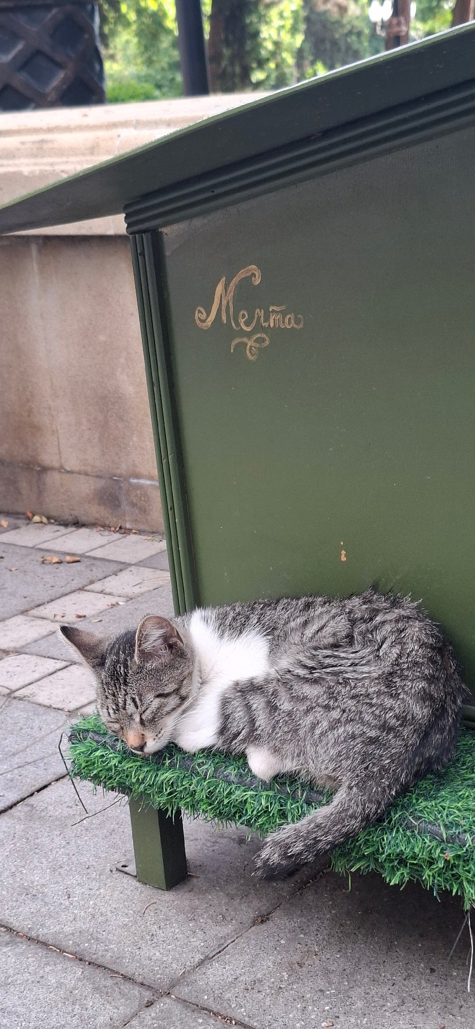 Tabby cats lounging at an outdoor cat shelter