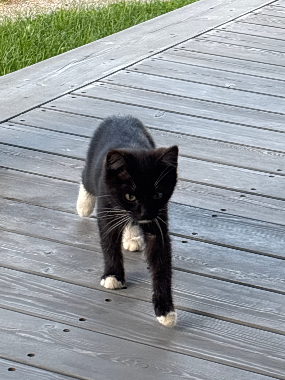 Multiple cats lounging on a wooden deck in Zvenigorod