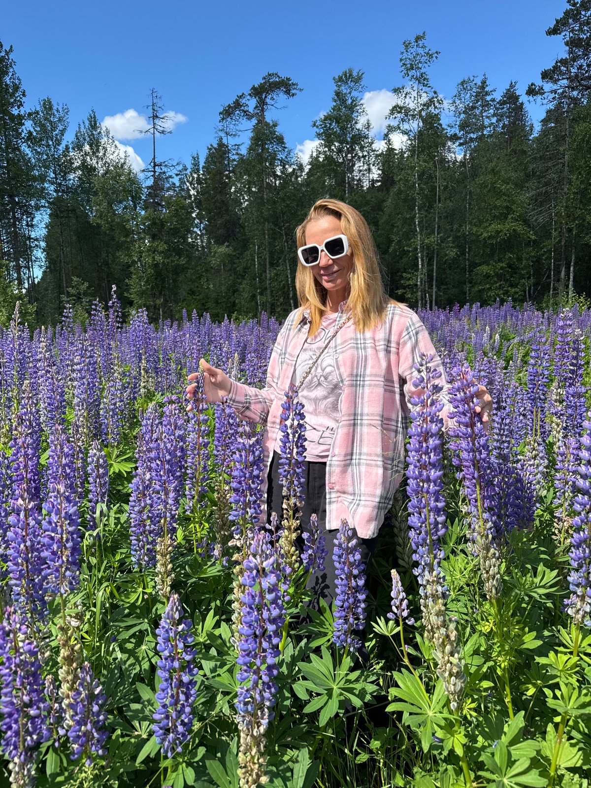 Lupine field in full bloom, Russia
