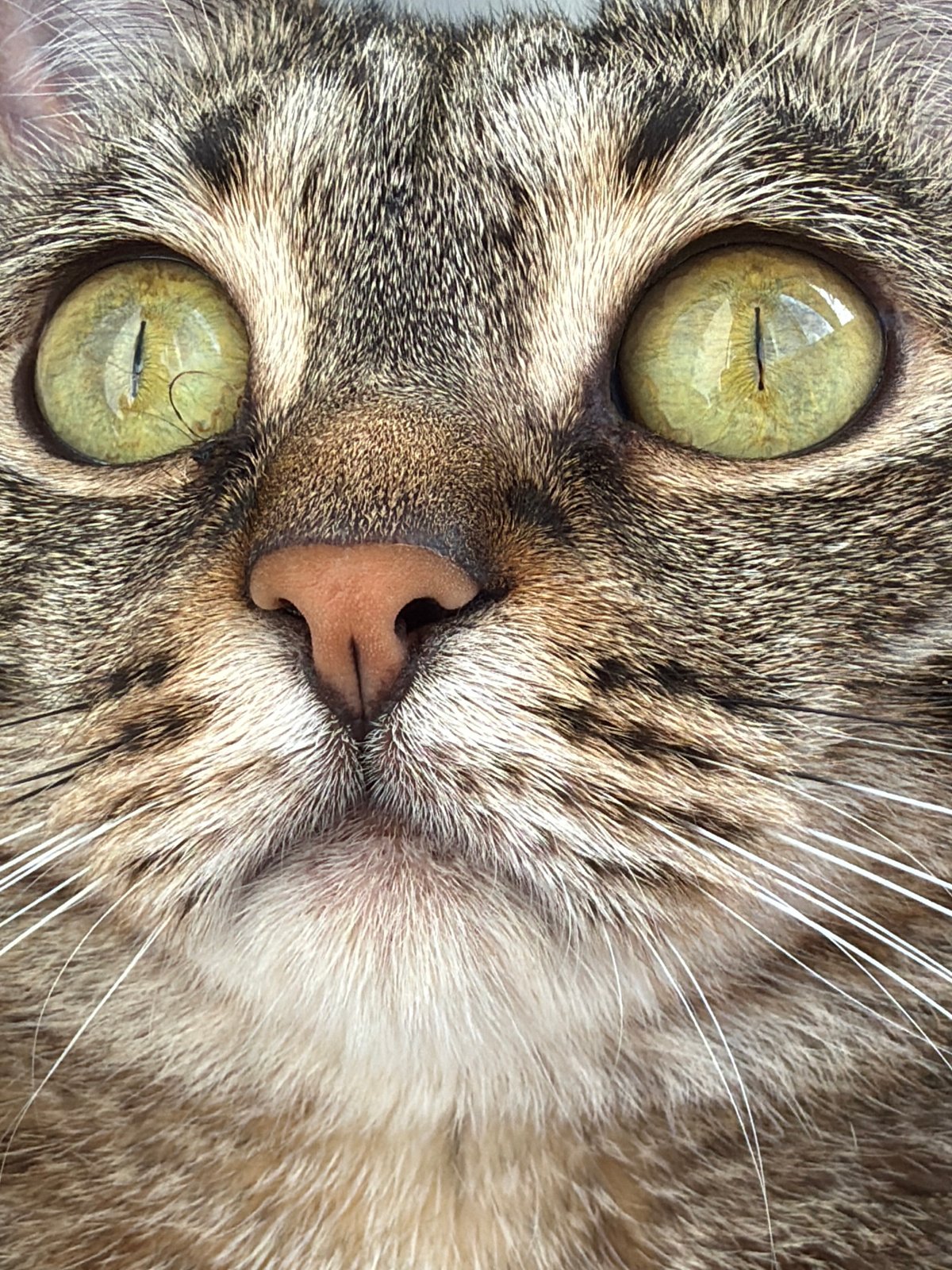 Tabby cat and Yorkie living their best indoor life