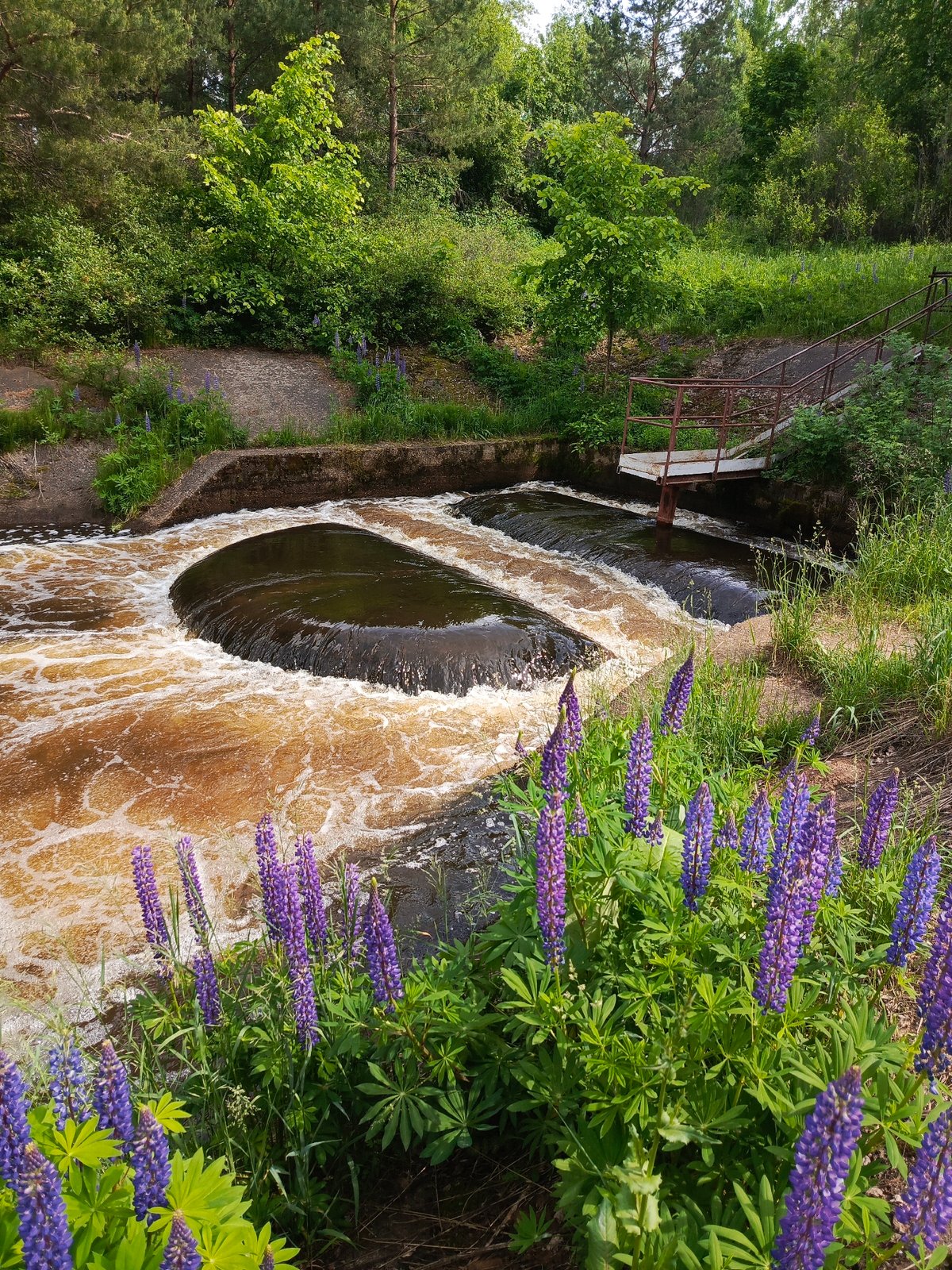 Couple explores water infrastructure amid blooming lupines in Chernushka