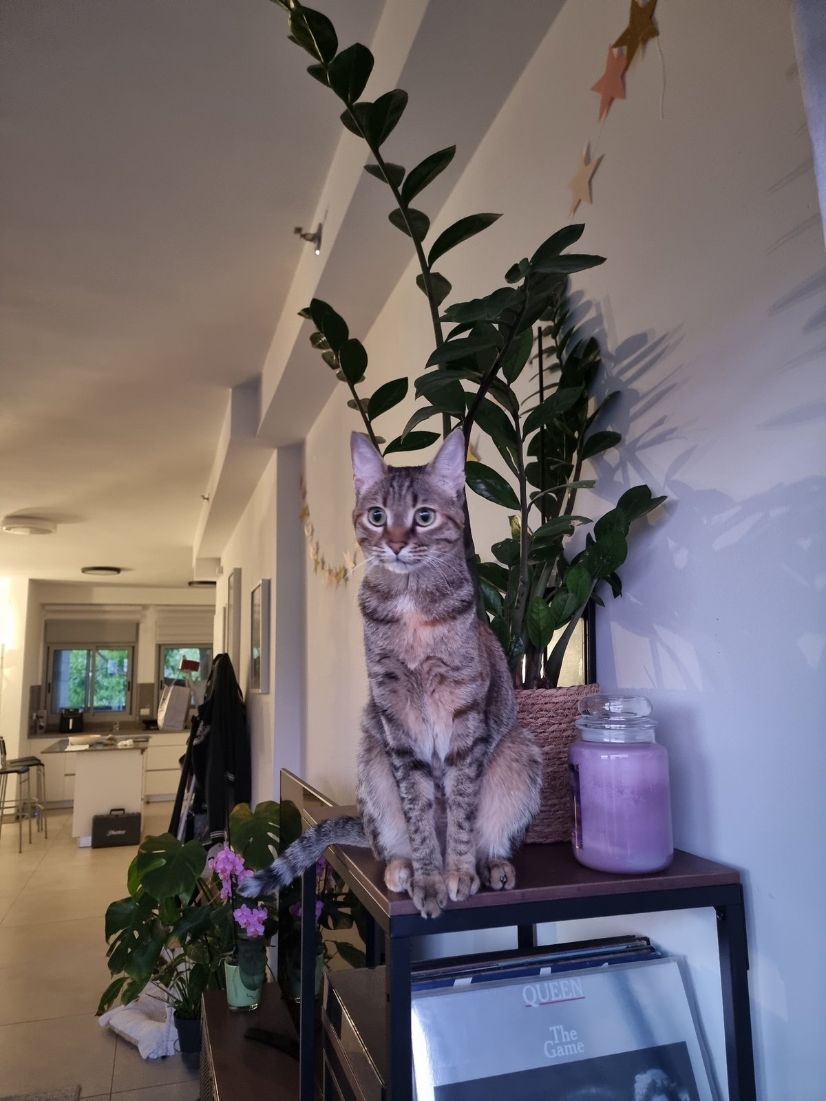 Woman documents birthday celebration with balloons and cat in Ramat Gan