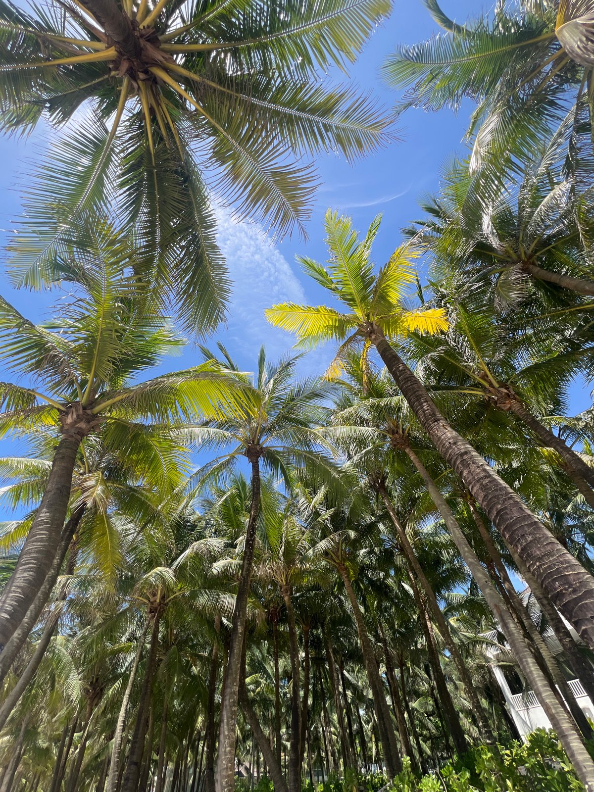 Relaxed morning on a Đà Nẵng beach, palm trees and calm surf