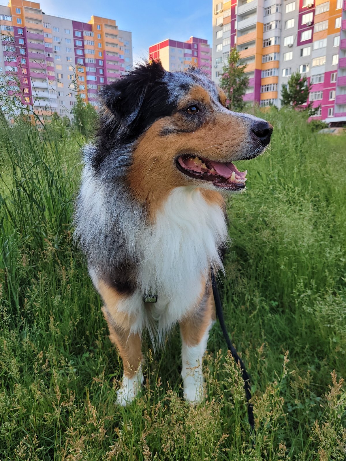 Australian Shepherd's day: trails, grass, and bath time