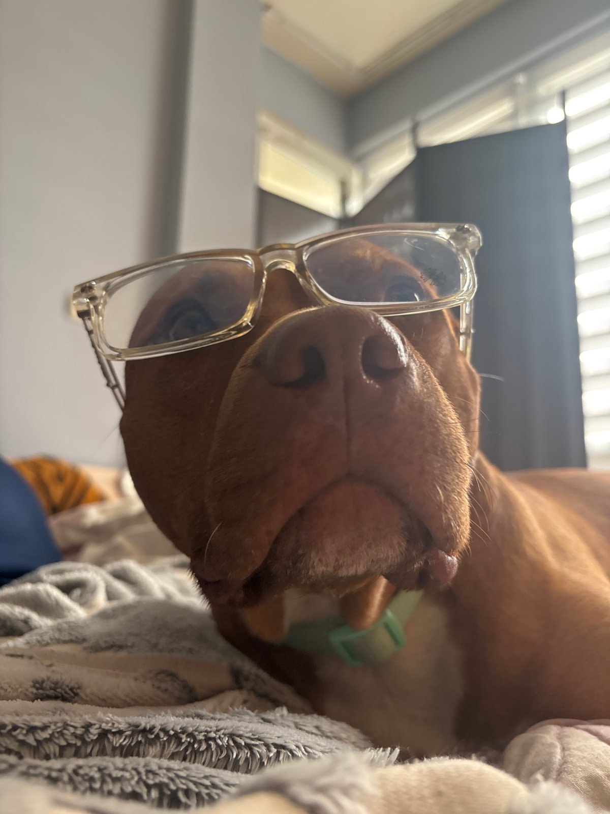 Dog wearing eyeglasses photographed on blanket in Sofia