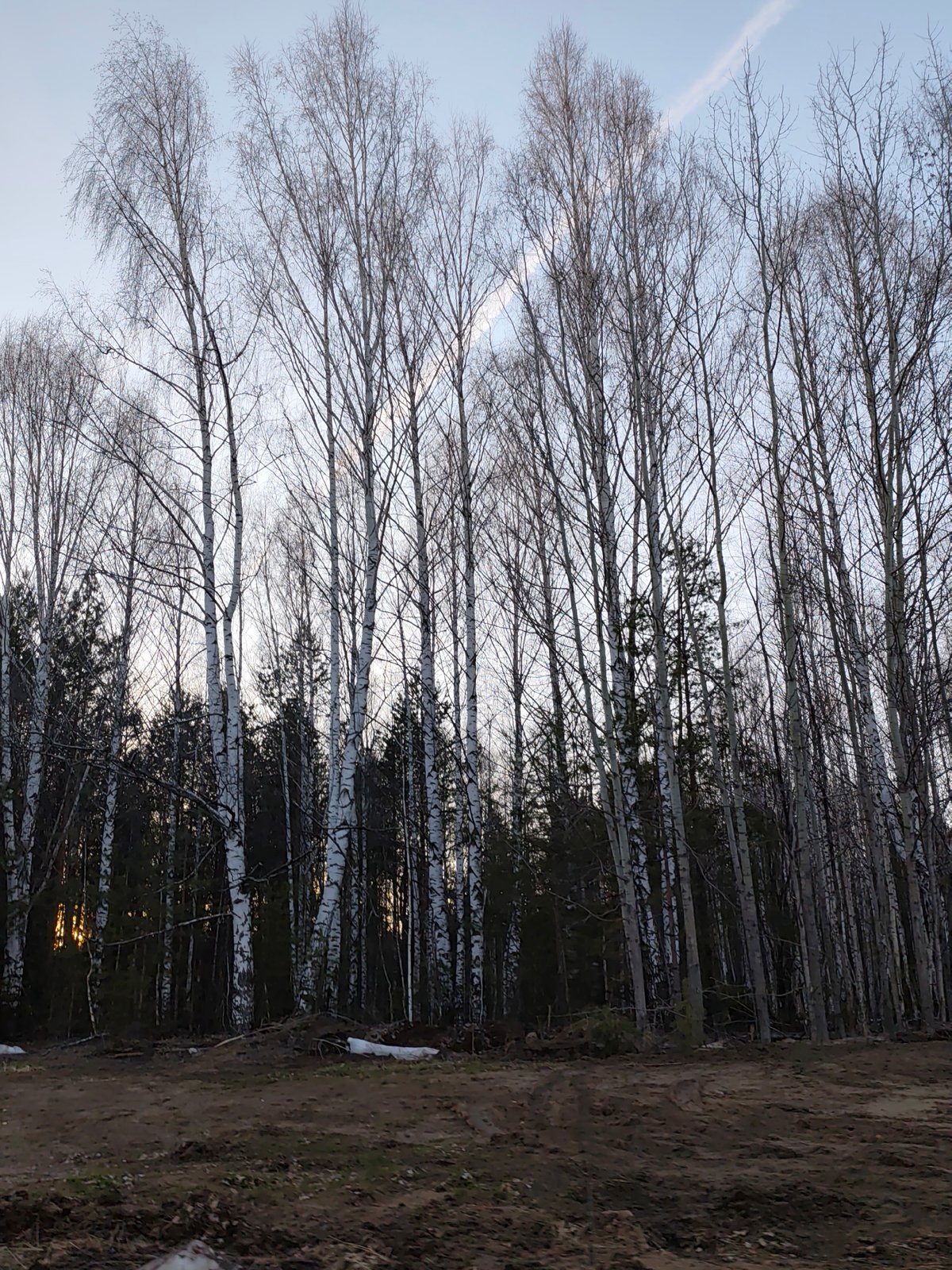 Spring transition documented in Chaikovsky forest road scene