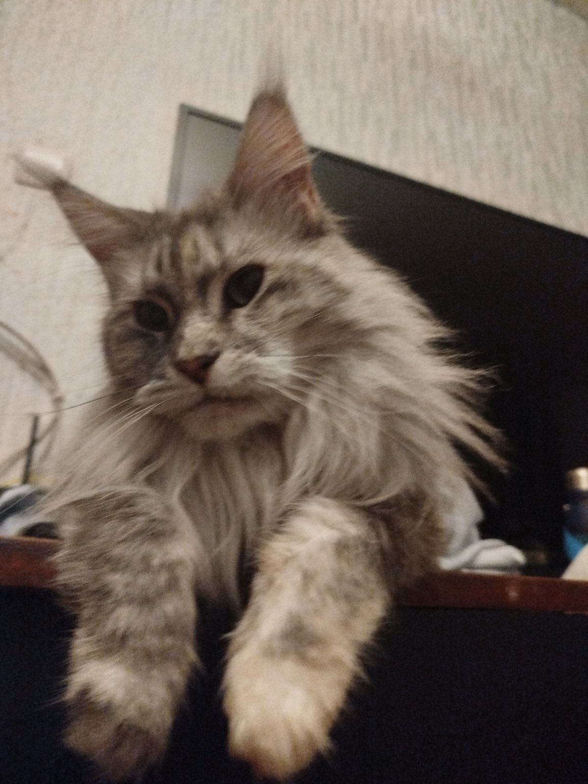 Maine Coon cat lounging on dark wooden surface in Rustavi