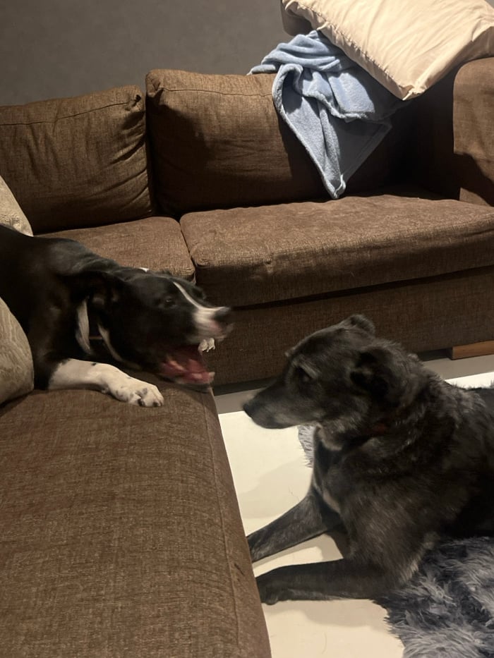 Two dogs play in Mexico City living room