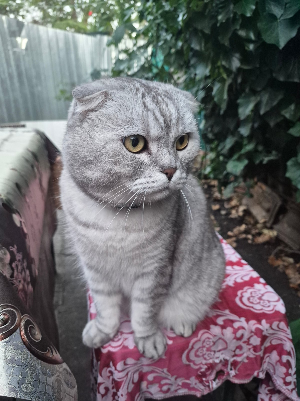 Scottish Fold cat and grilling chicken at an outdoor gathering