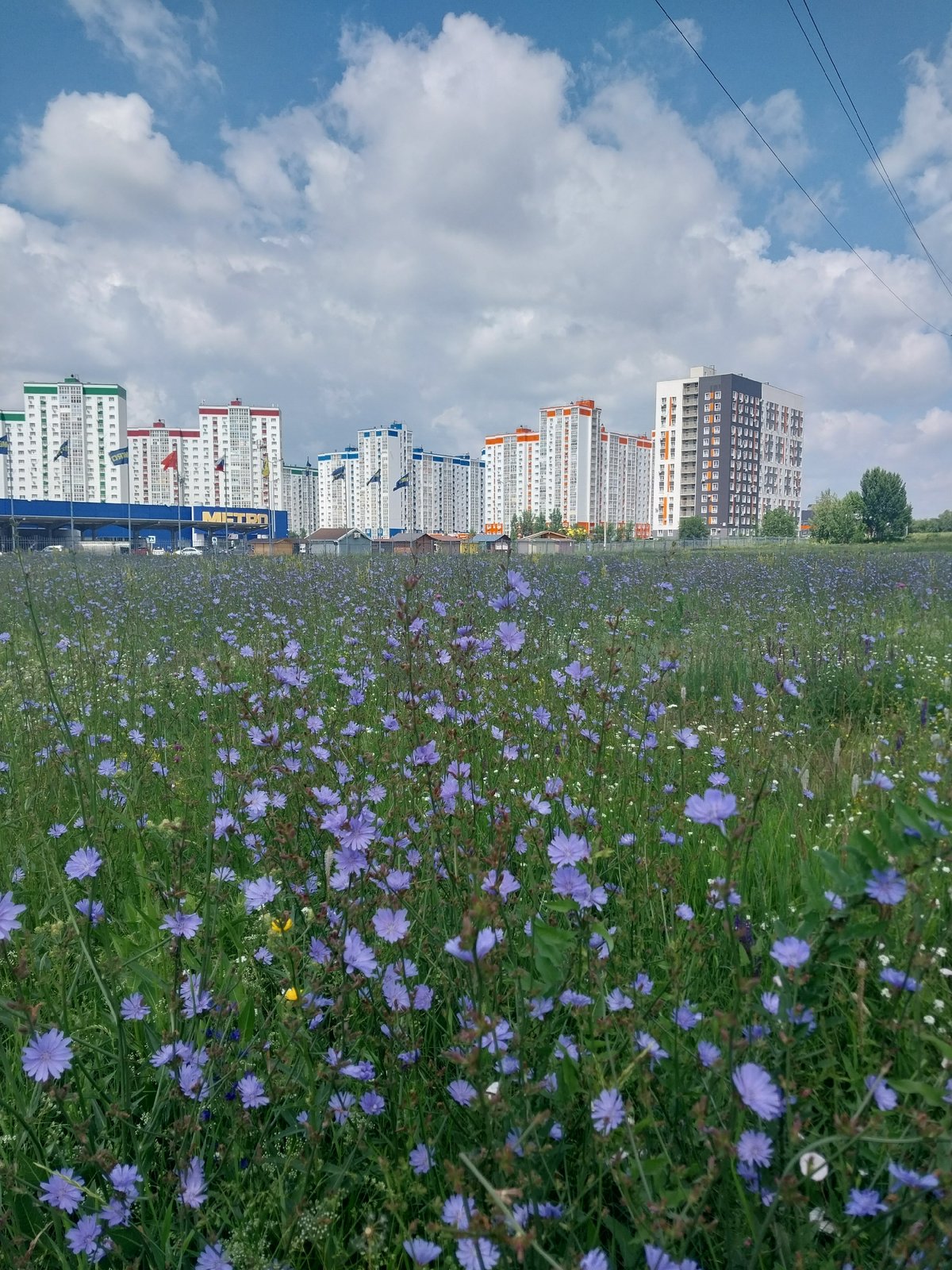 Blue chicory blooms beside Orenburg apartment blocks, July 2026