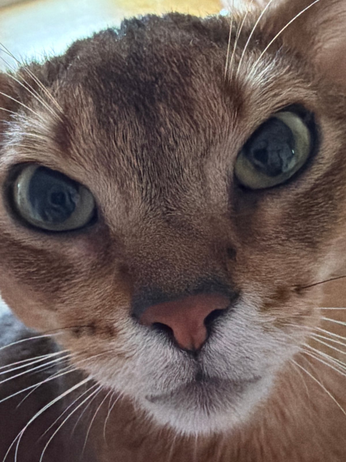 Person shares tender moments with Abyssinian cat in Chaikovsky