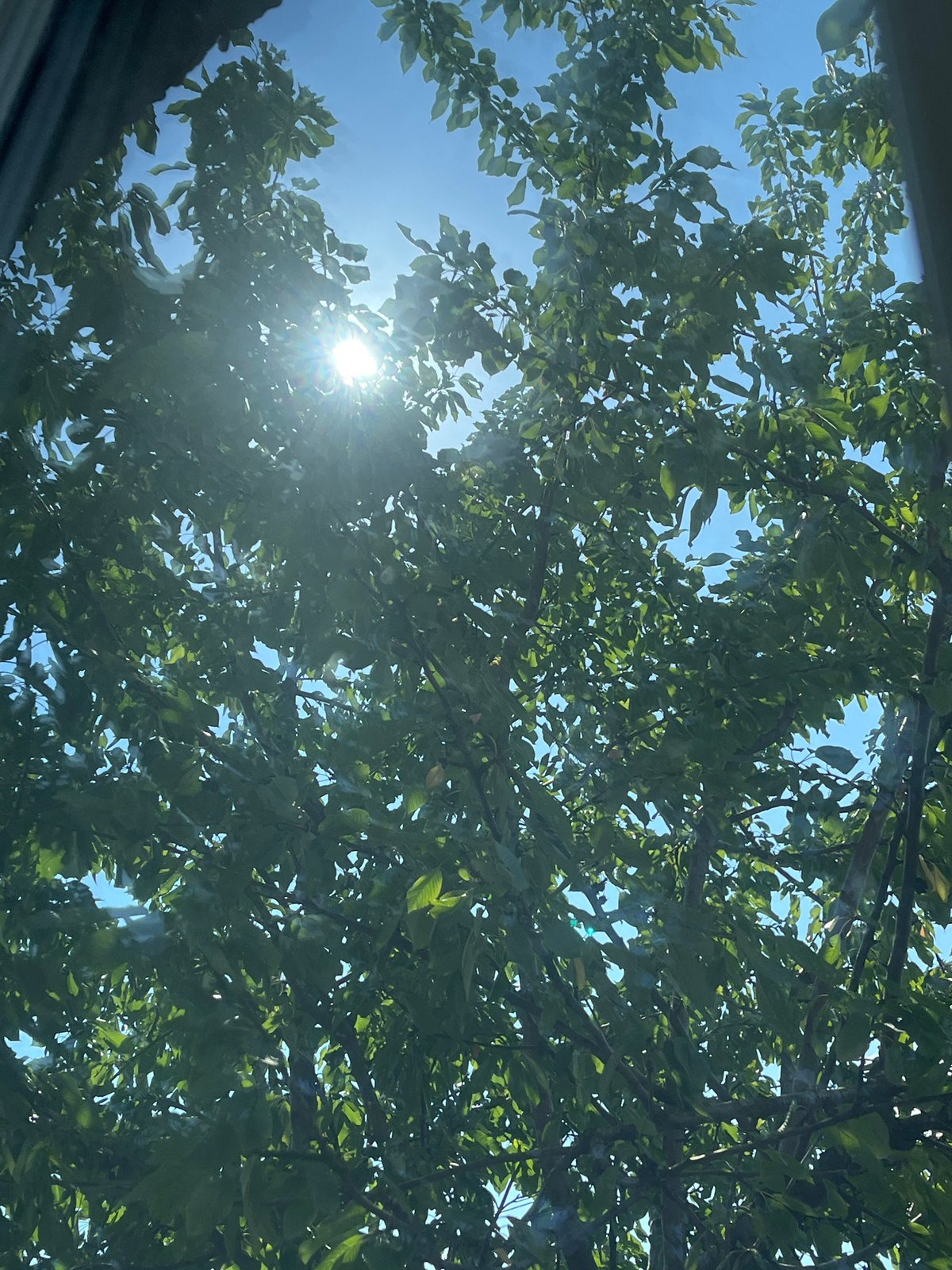 Summer afternoon in Belashtitsa: trees, textiles, and a thermometer