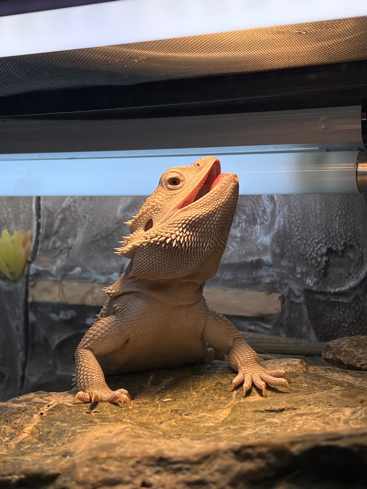 Bearded dragon observed in enclosure in Khimki, Russia