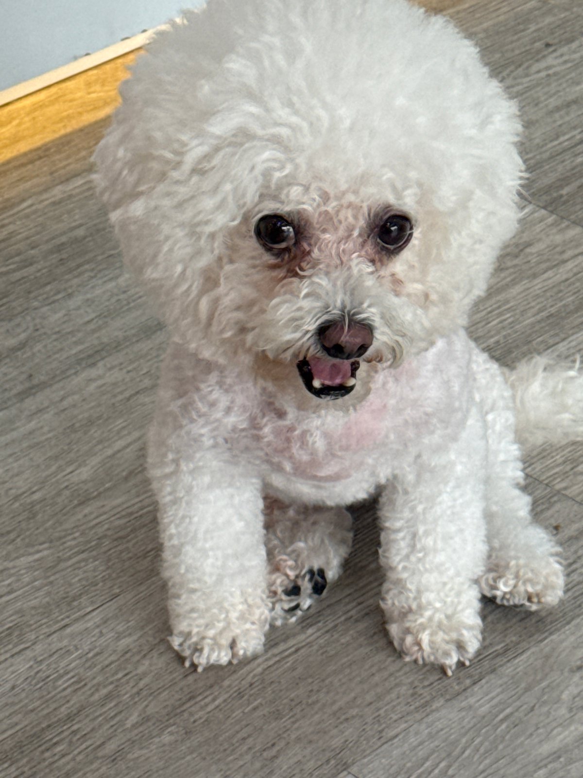 Bichon Frise holds court on a Bangkok hardwood floor