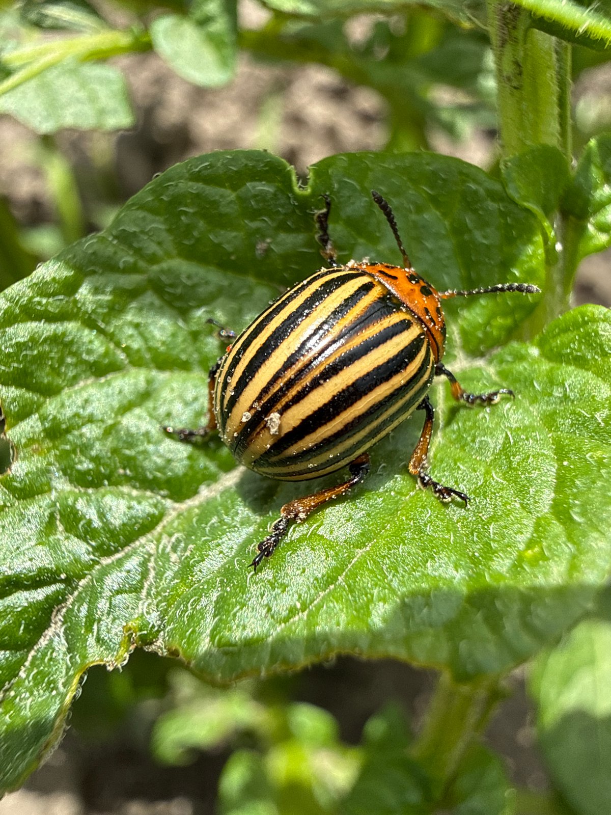 Garden pests, backyard animals, and decorative household objects