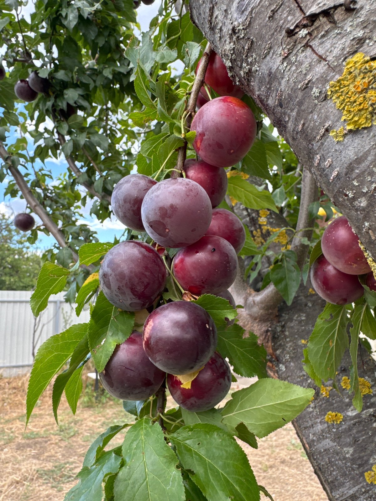 Backyard afternoon: garden produce, beekeeping frames, and open skies