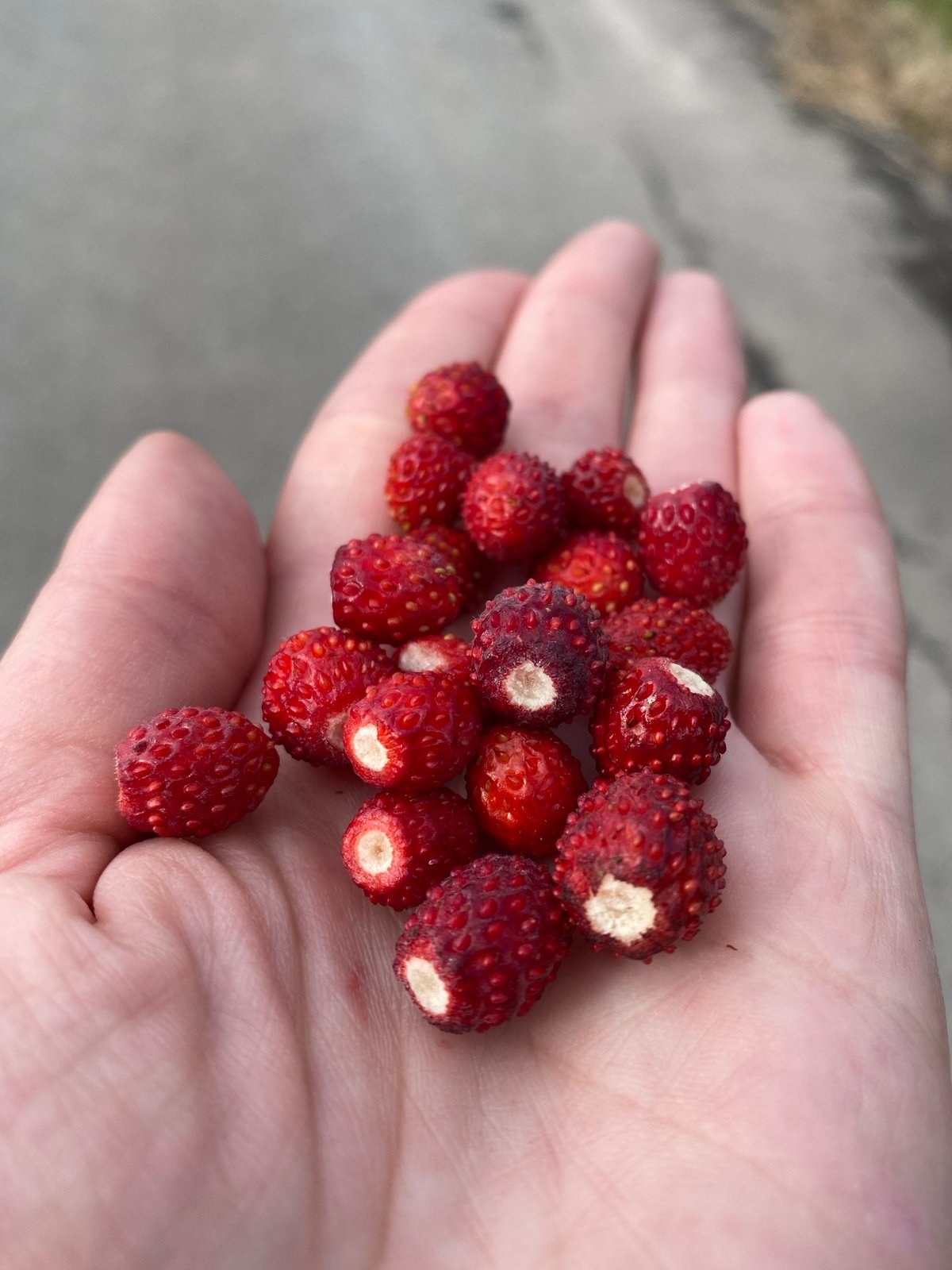 Wild strawberry picking and garden wandering on a cloudy day