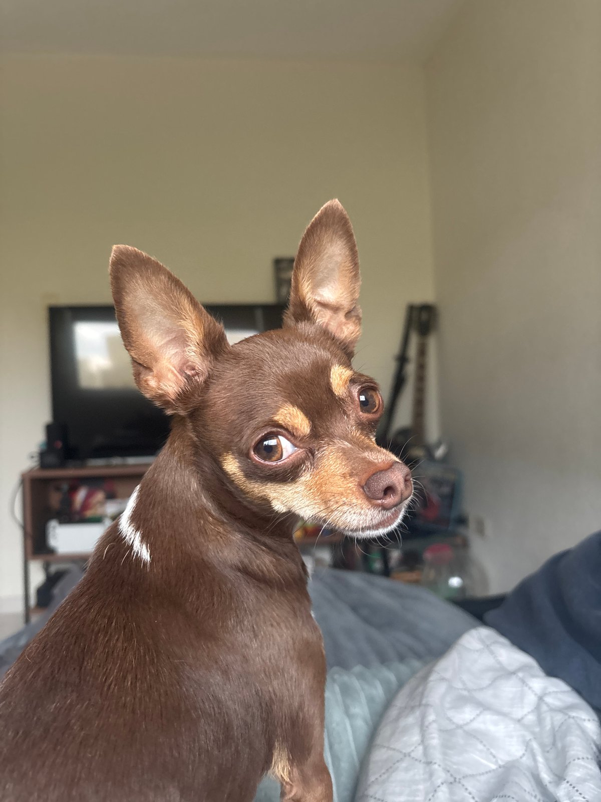 Pet videos recorded in Puebla during early morning hours