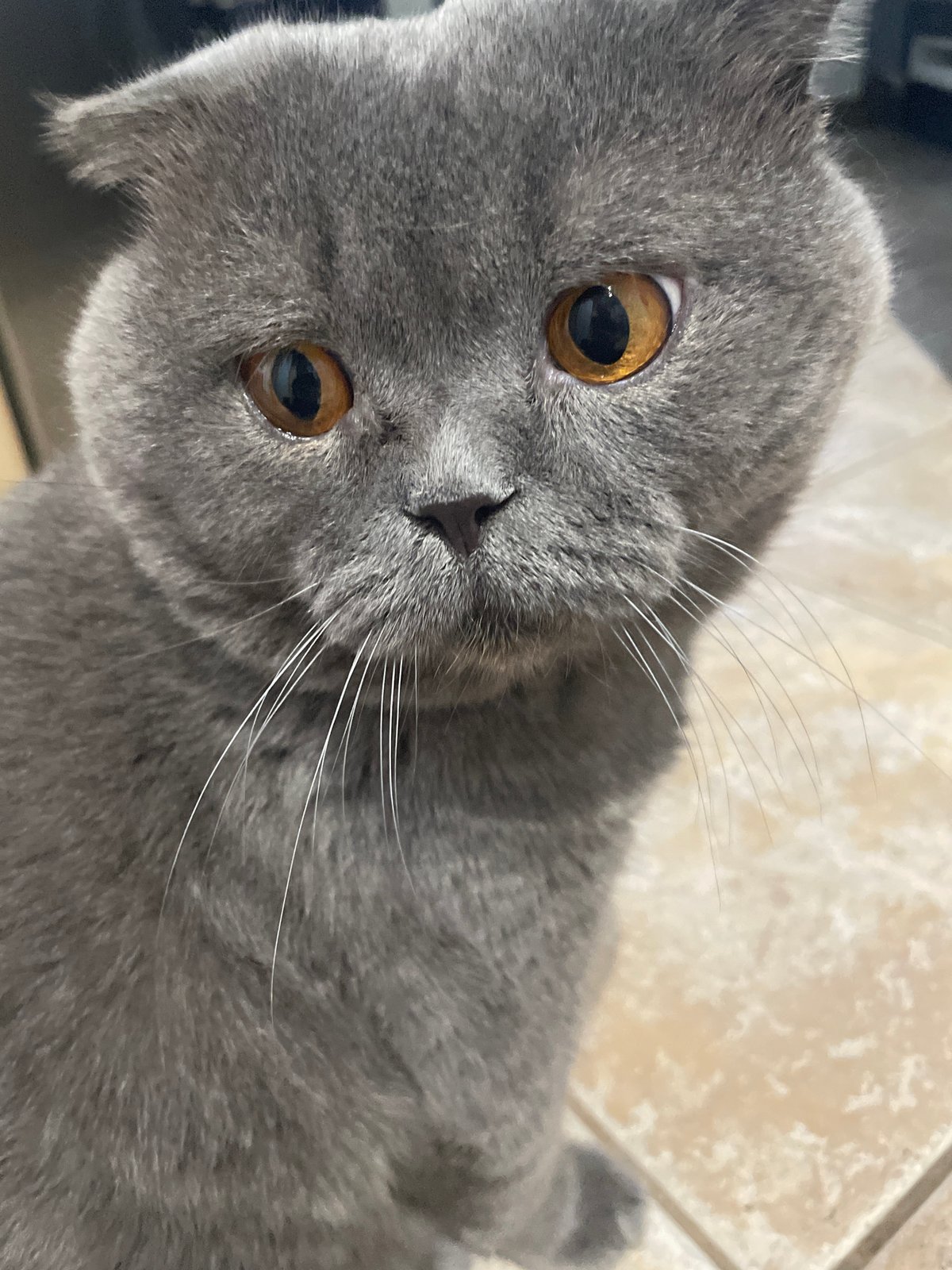 Gray cat with amber eyes documented during indoor interactions