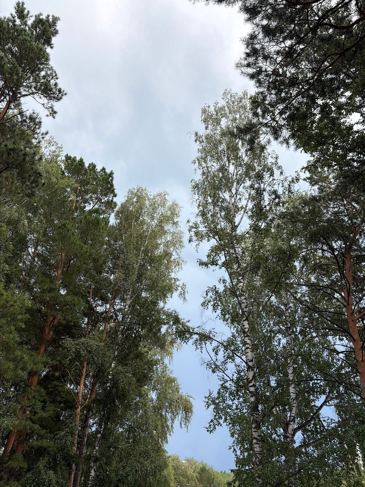 Looking up through pine and birch canopy, Koltsovo forest