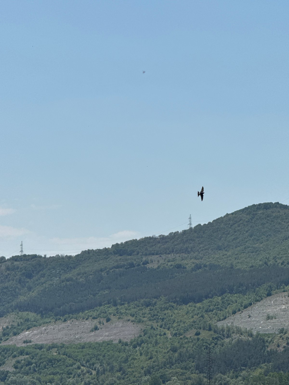 Bird spotted flying over green hillside in Blagoevgrad