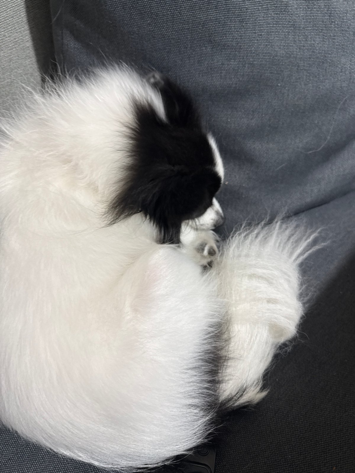 Lazy afternoon at home in Stara Zagora with a Pomeranian