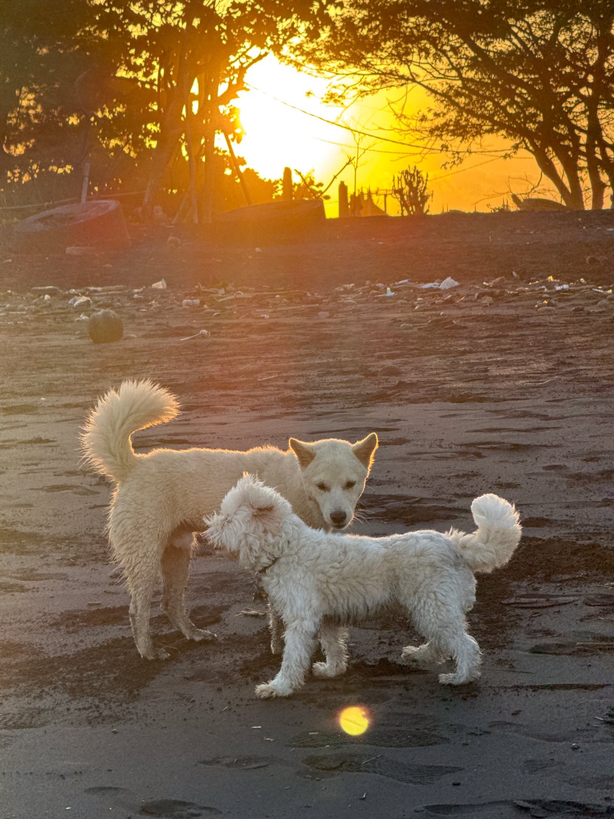 A quiet Bali beach morning, dogs, kites, and shoreline details