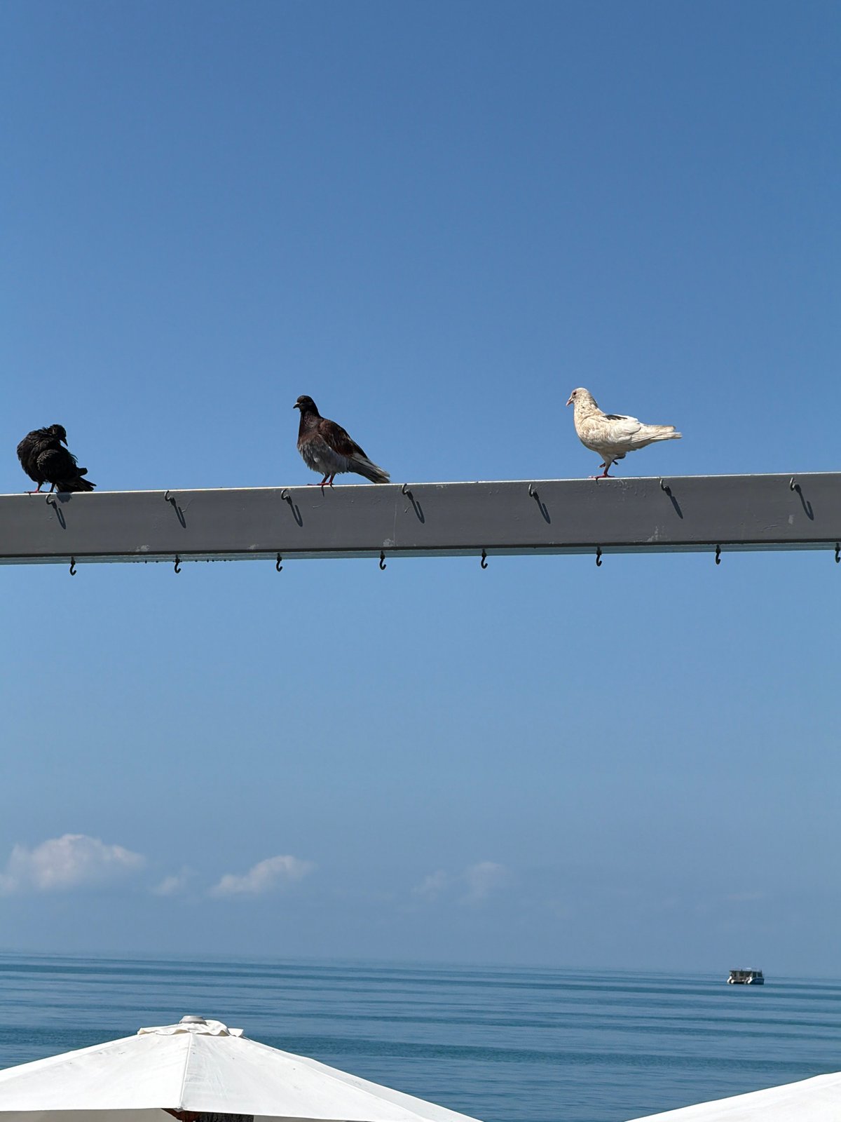 Morning scenes captured across Sochi: beach, wildlife, boats, parked cars