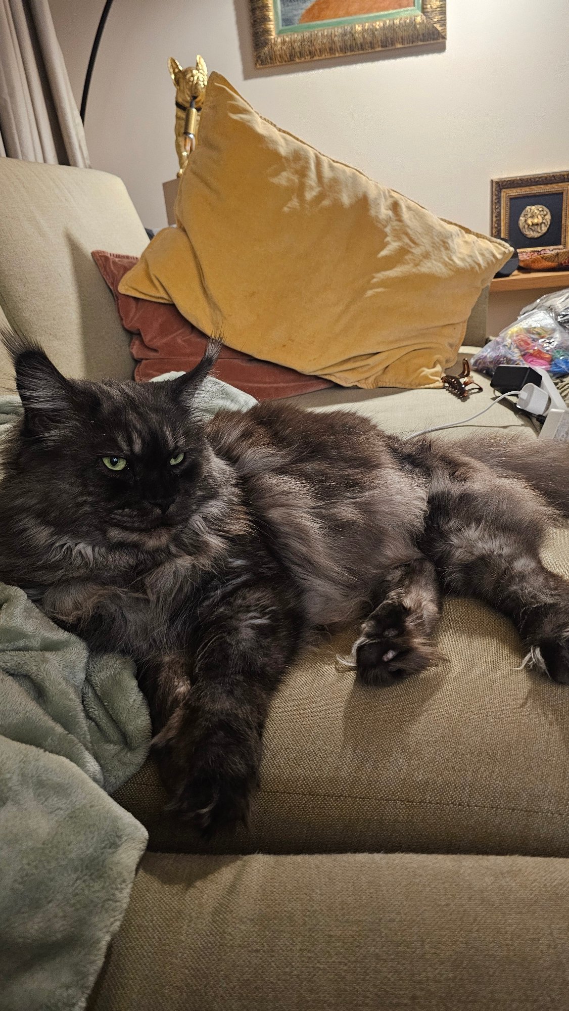 Cat relaxes upside down on couch in Bulgarian home