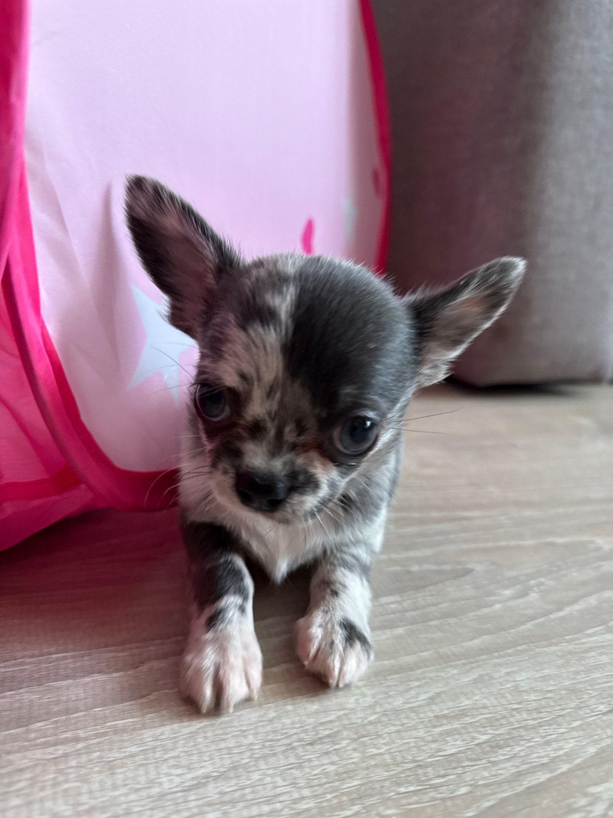 Merle chihuahua puppy explores a room in Svetly, Russia