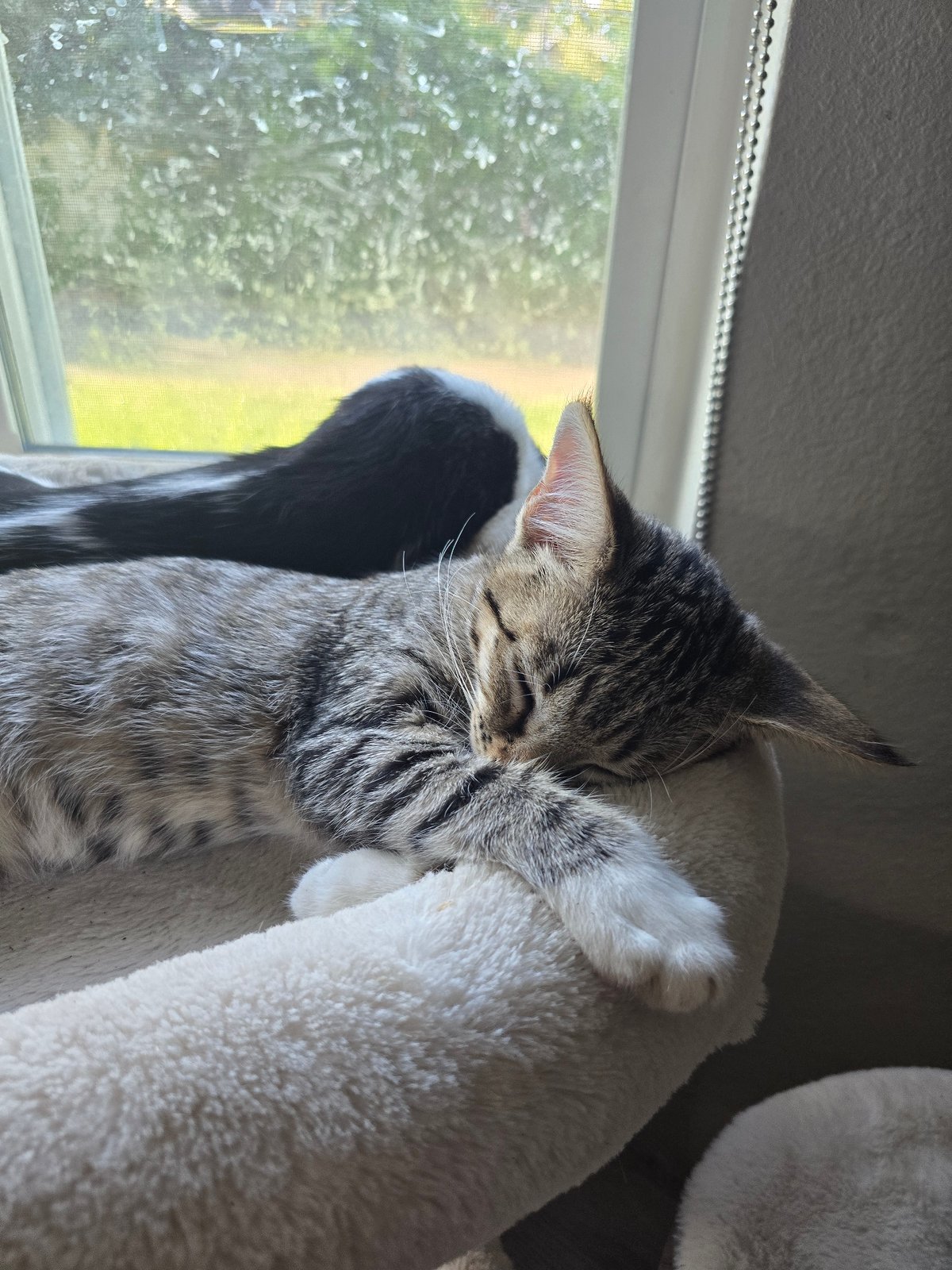 Kittens napping everywhere, plus one mysterious caped figurine