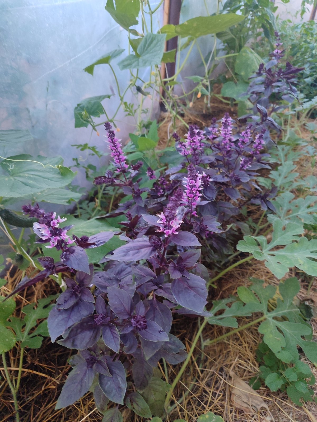 Greenhouse garden in bloom: basil, cucumbers, cabbage, and watermelon