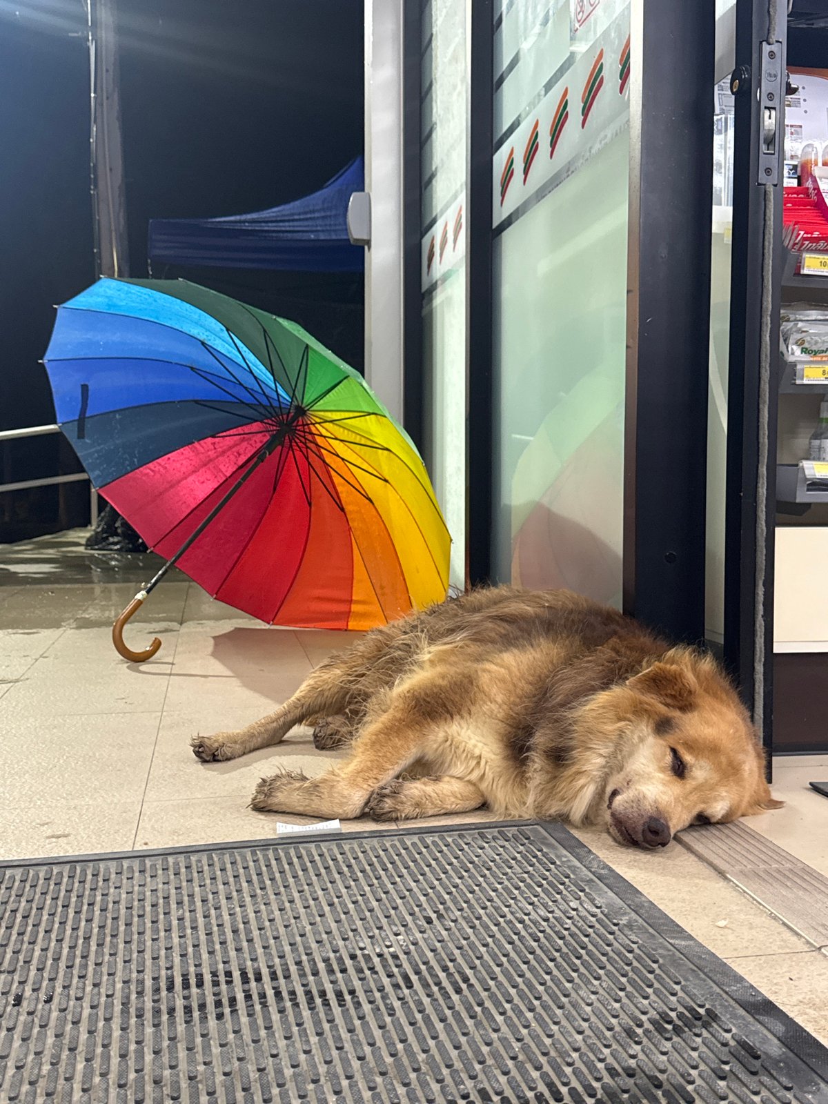 Dog sleeps outside convenience store in Thailand