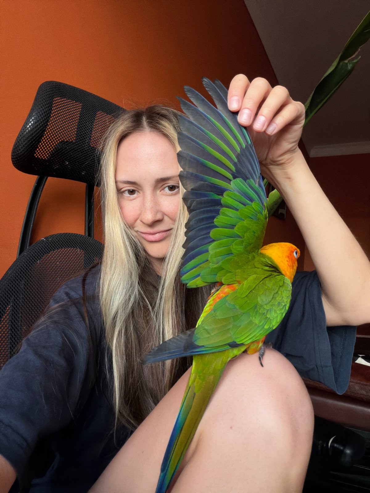 Sun Conure parrot hangs out in Khimki on a summer afternoon