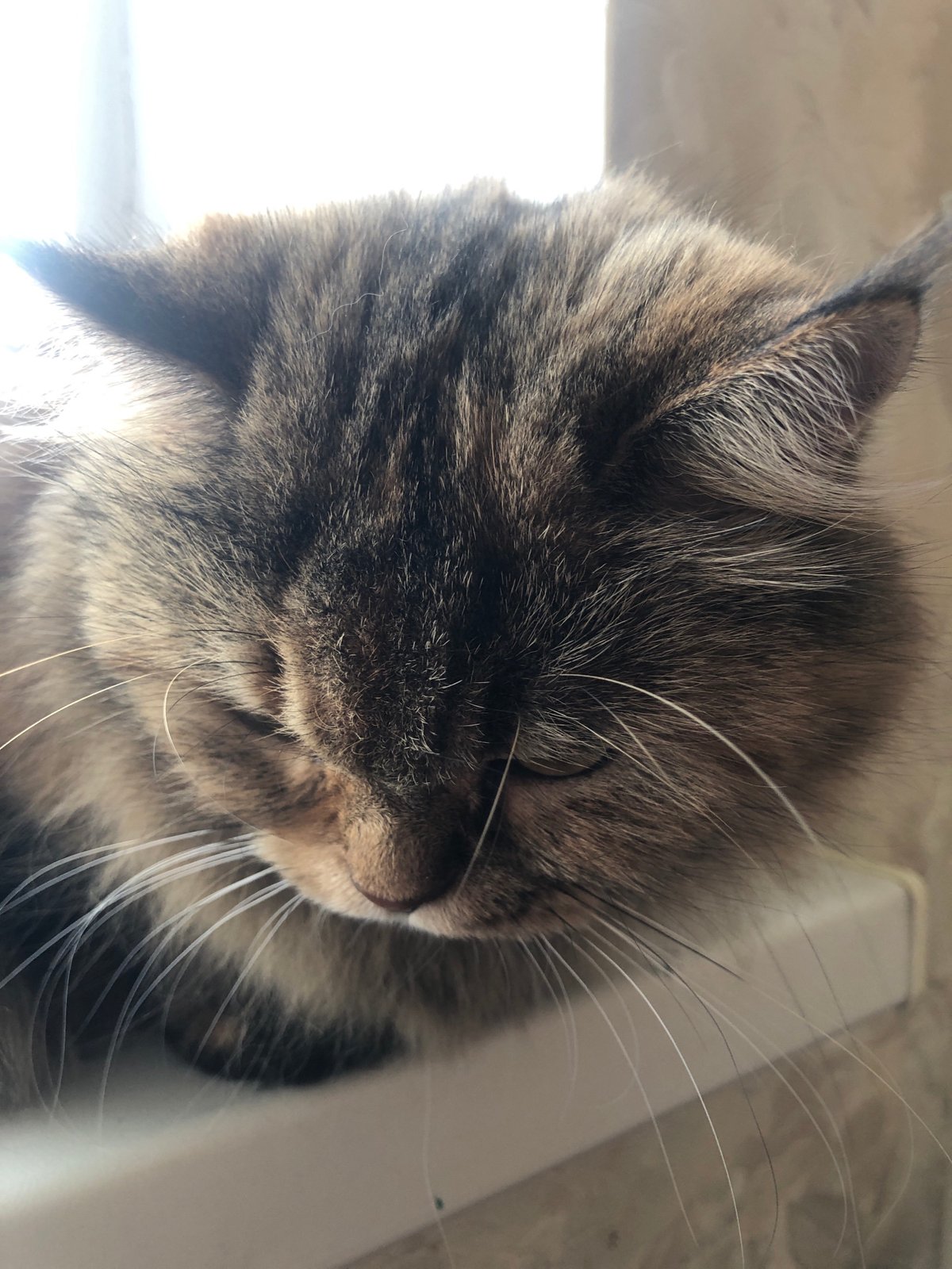 Cats at home: resting, window-watching, and drinking water