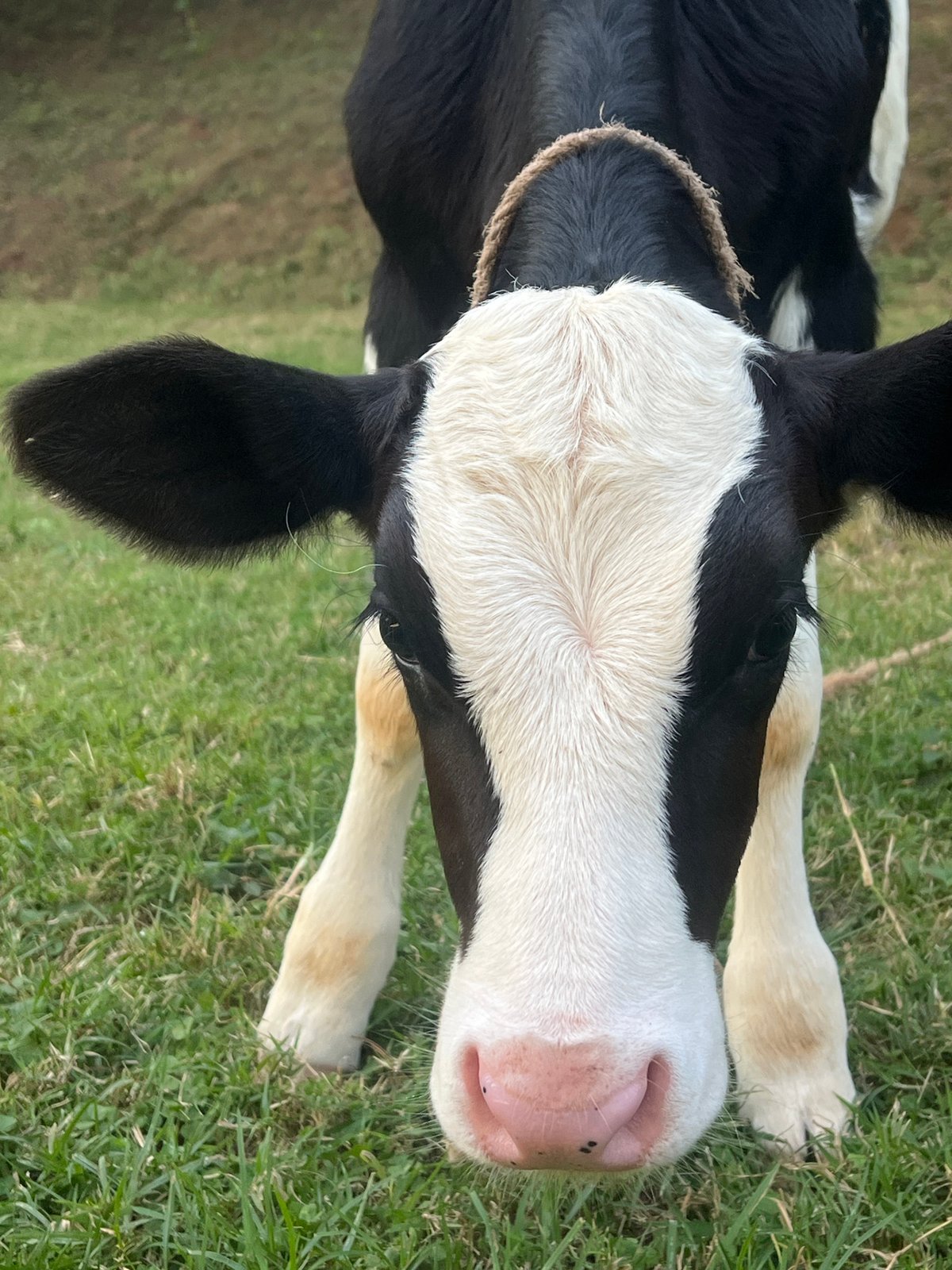 Calf in a Kenyan field, quiet afternoon in Nyeri