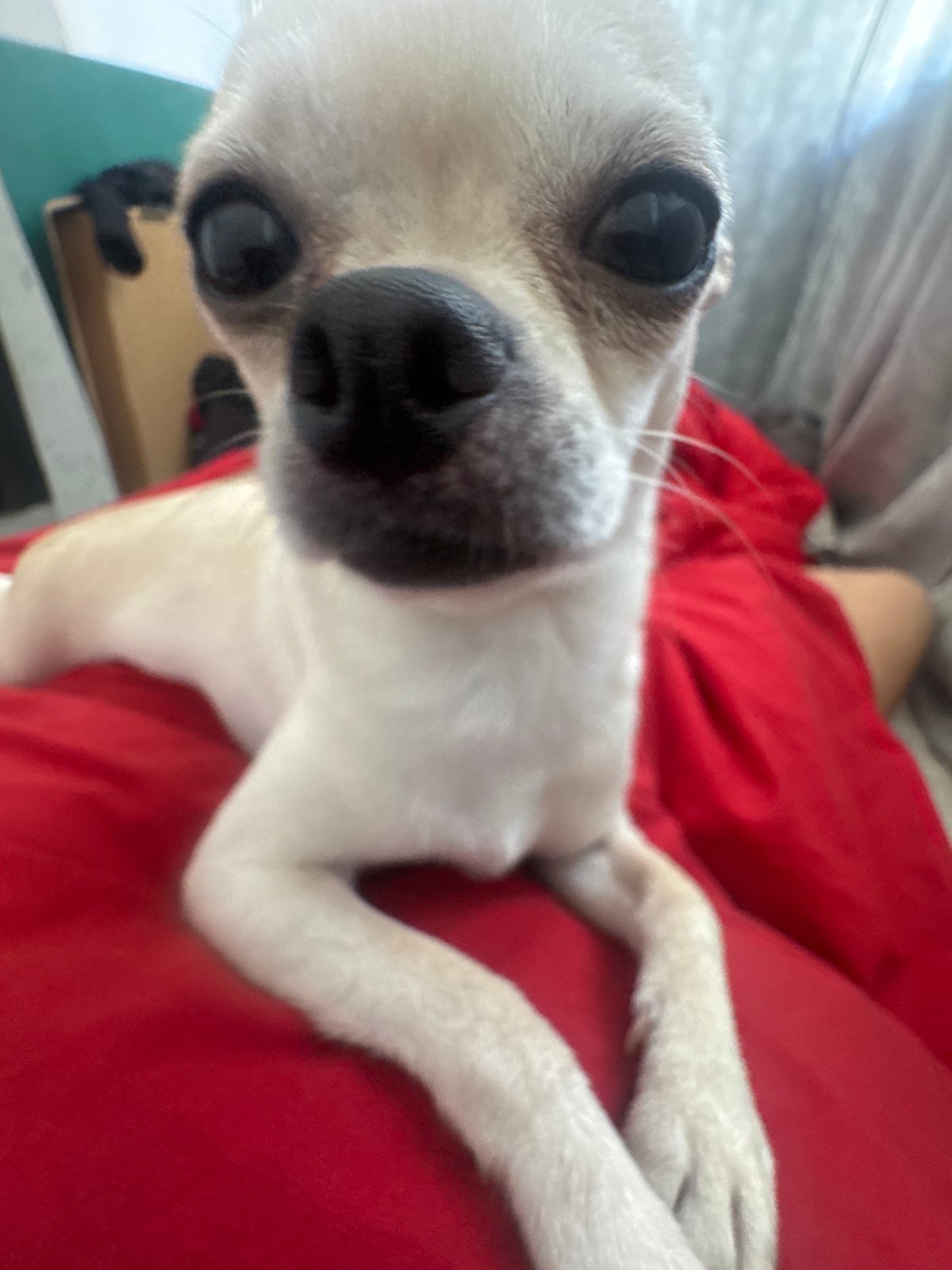 Person pets small Chihuahua on red blanket in Sofia