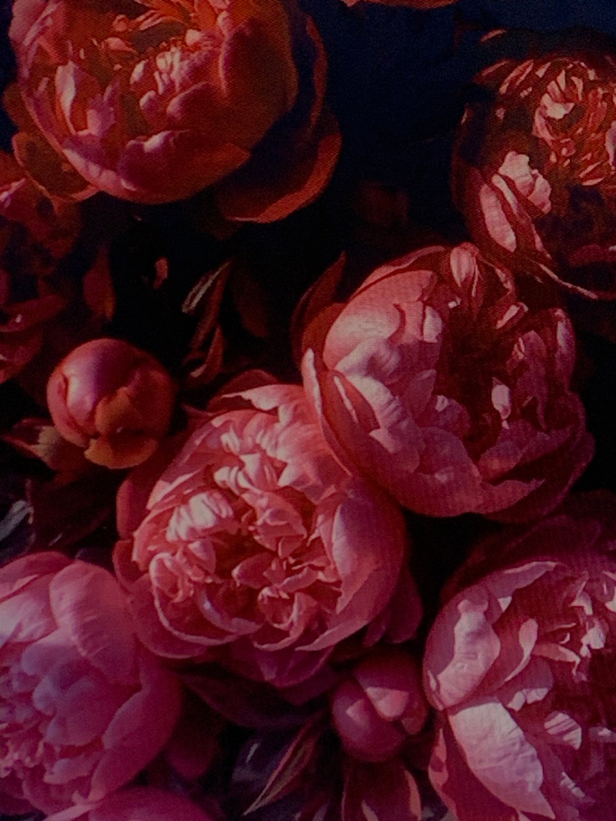 Peonies and raspberries up close in Tashkent