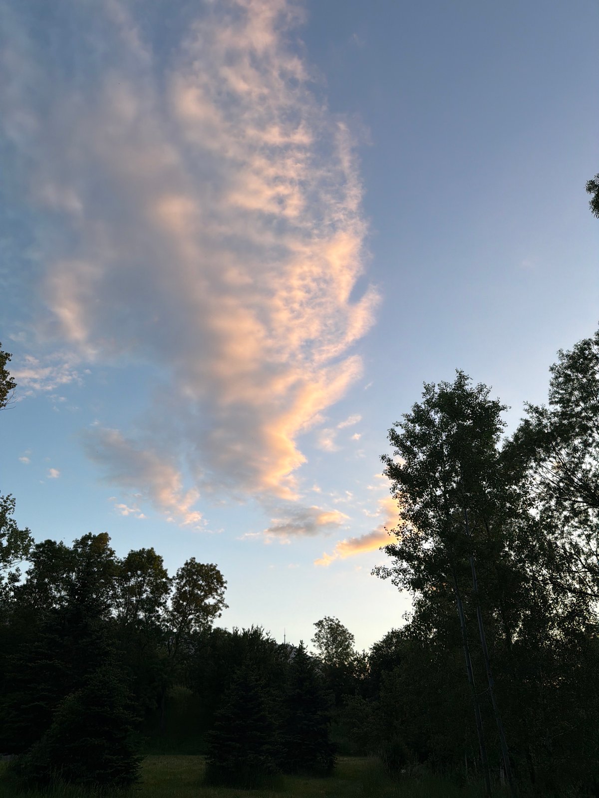 Cloudy sky view captured through tree branches in Sofia