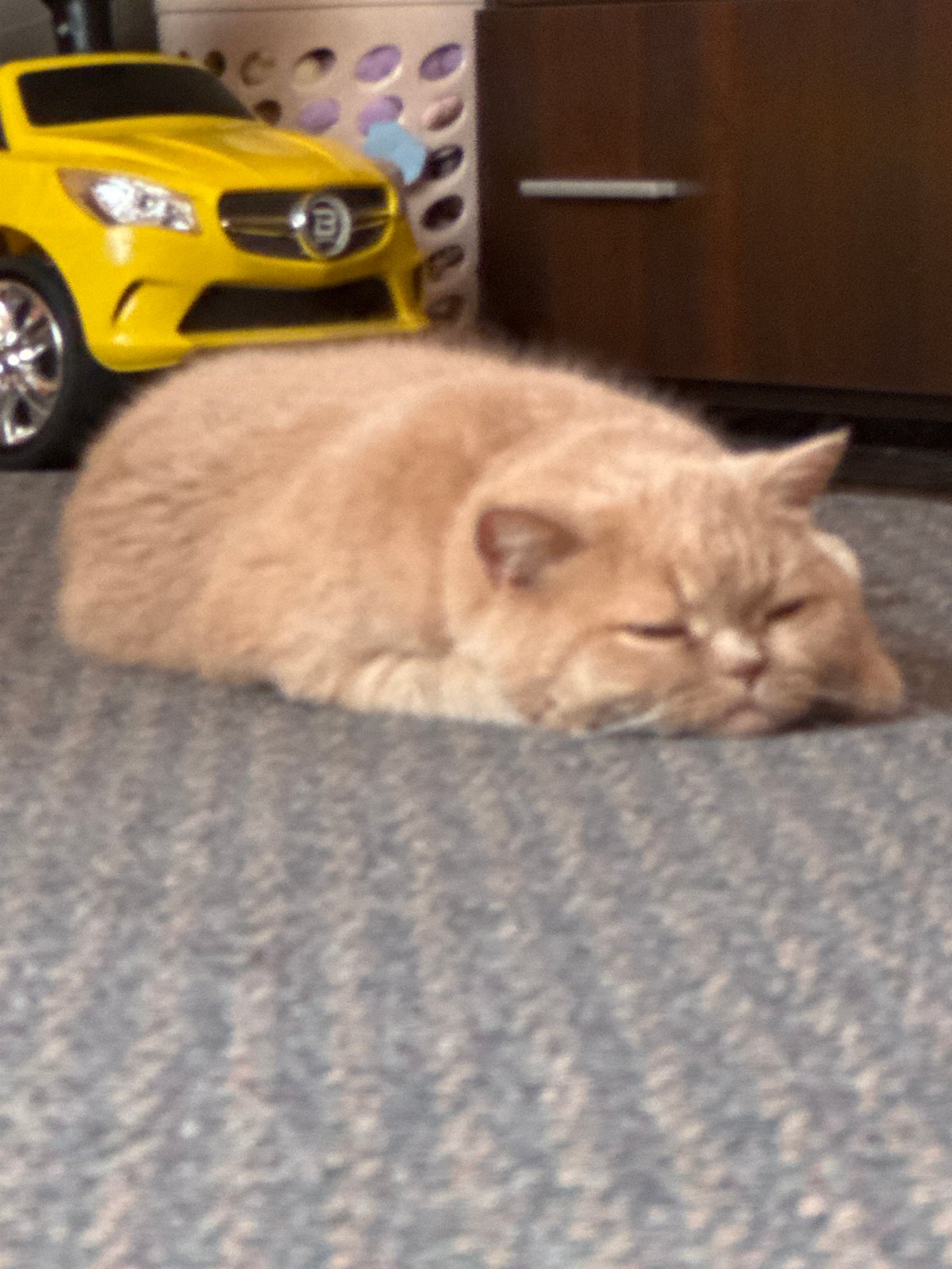 Orange tabby cat's morning routine captured in 30 memories