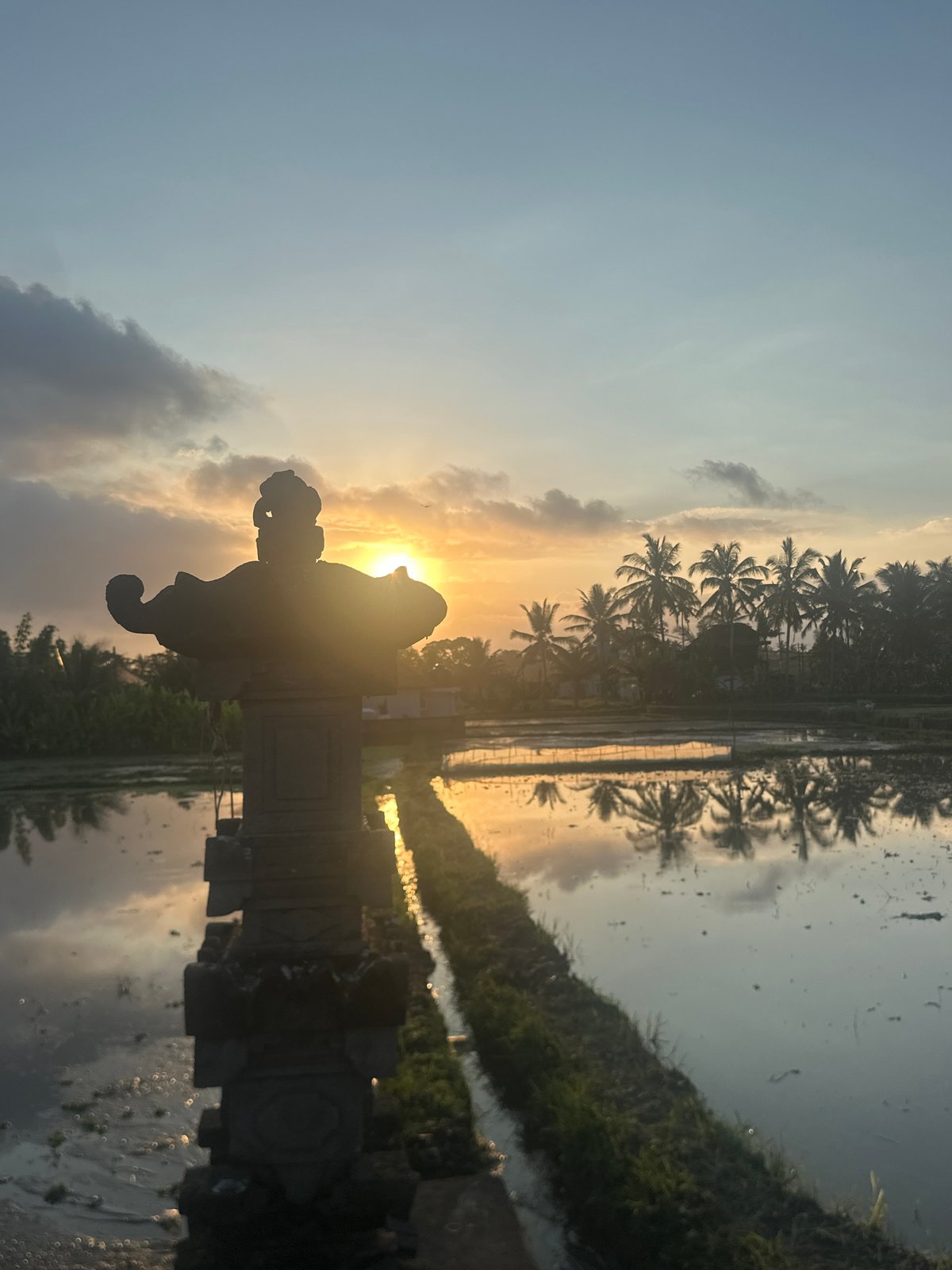 Golden hour across Ubud's rice paddies and palm silhouettes