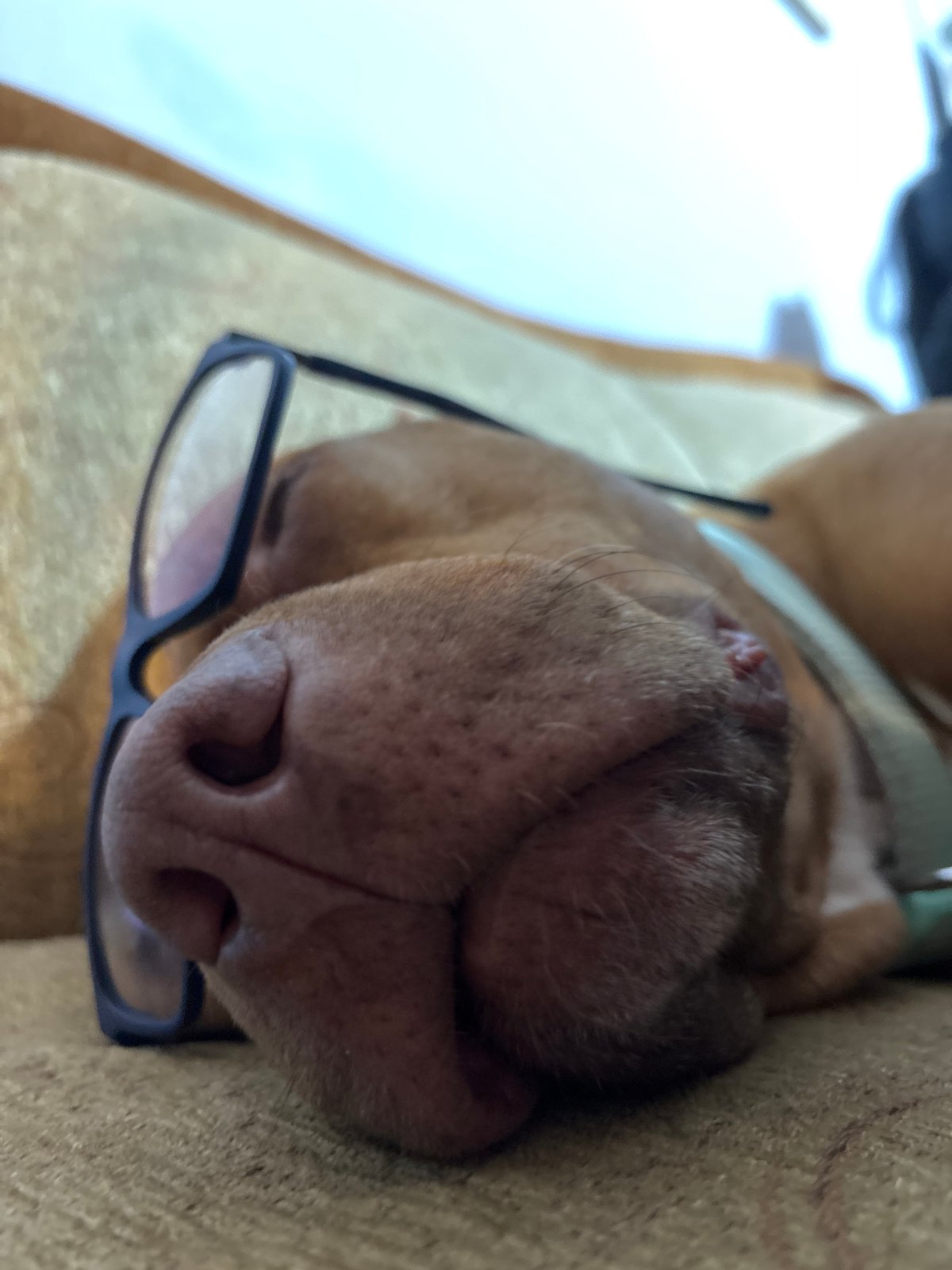 Dog wearing glasses photographed lounging on sofa in Sofia