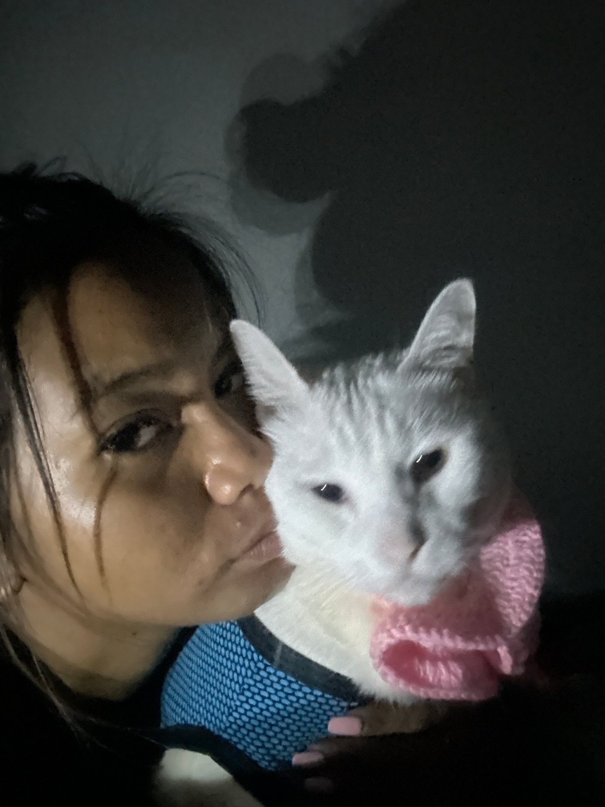Dressed cat photographed in pink hat, blue harness in Jakarta