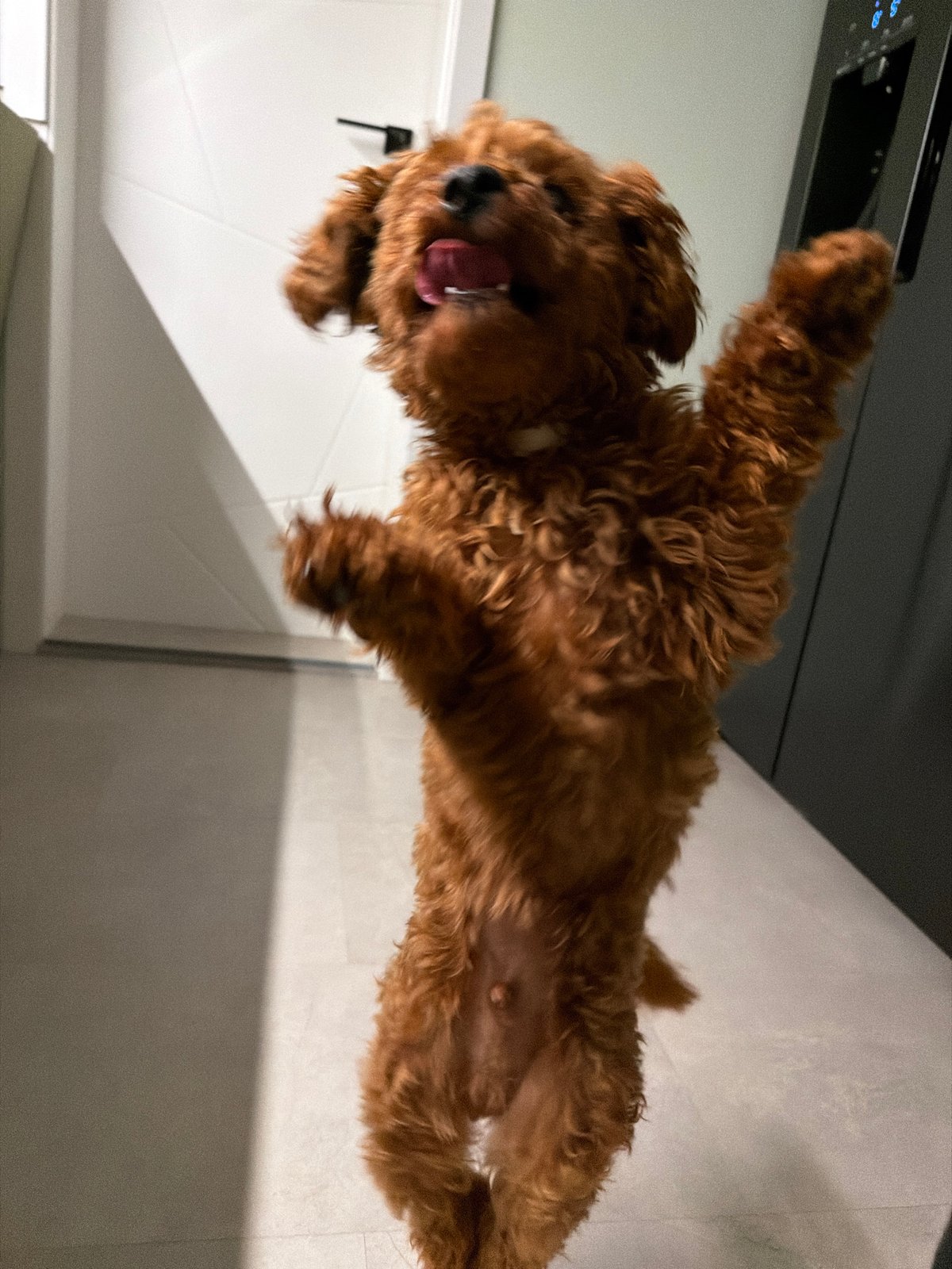Energetic toy poodle bounces around a Sofia home